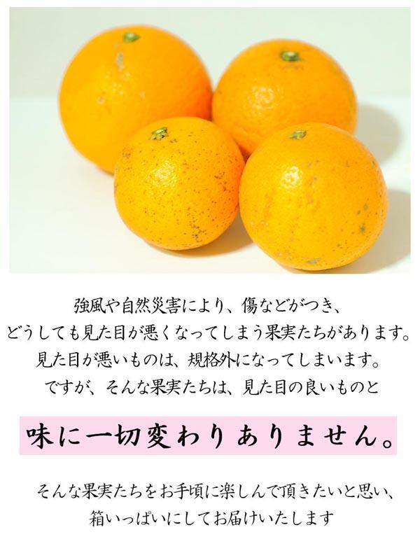 清見オレンジ 約10kg 大小混合 《ご家庭用》 ちょっと訳あり 和歌山県産 農園直送 まごころ産直みかん 【北海道・沖縄県・一部離島 配送不可】訳アリ わけあり みかん きよみ 清見タンゴール 清美