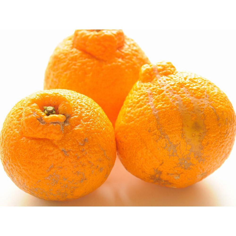 不知火 約5kg 24～28玉 《ご家庭用》 ちょっと訳あり 和歌山県産 農園直送 まごころ産直みかん 【北海道・沖縄県・一部離島 配送不可】訳アリ わけあり みかん しらぬい デコポンと同じ品種 でこぽん