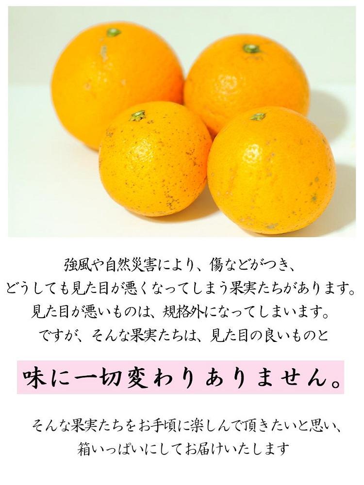 清見オレンジ 約5kg 大小混合 《ご家庭用》 ちょっと訳あり 和歌山県産 農園直送 まごころ産直みかん 【北海道・沖縄県・一部離島 配送不可】