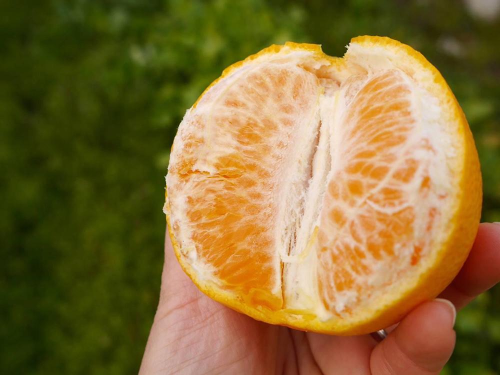 春峰 約3kg L・2L・3Lサイズおまかせ 《赤秀》 和歌山県産 農園直送 まごころ産直みかん 【北海道・沖縄県・一部離島 配送不可】 しゅんぽう 清見 水晶文旦 春 果物 柑橘【Mg4】