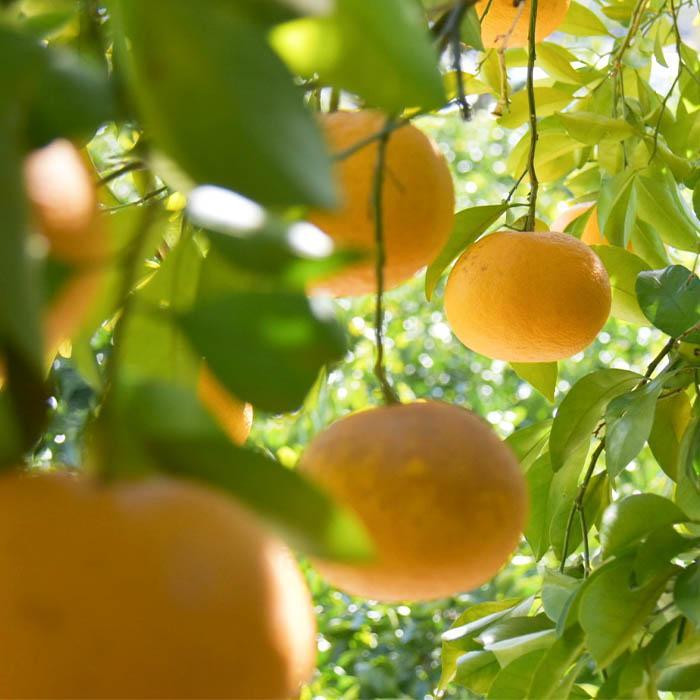 甘夏 約10kg 大小混合 《秀品》 和歌山県産 農園直送 まごころ産直みかん 【北海道・沖縄県・一部離島 配送不可】サンフルーツ 新甘夏 田ノ浦オレンジ あまなつ みかん【Mg9】
