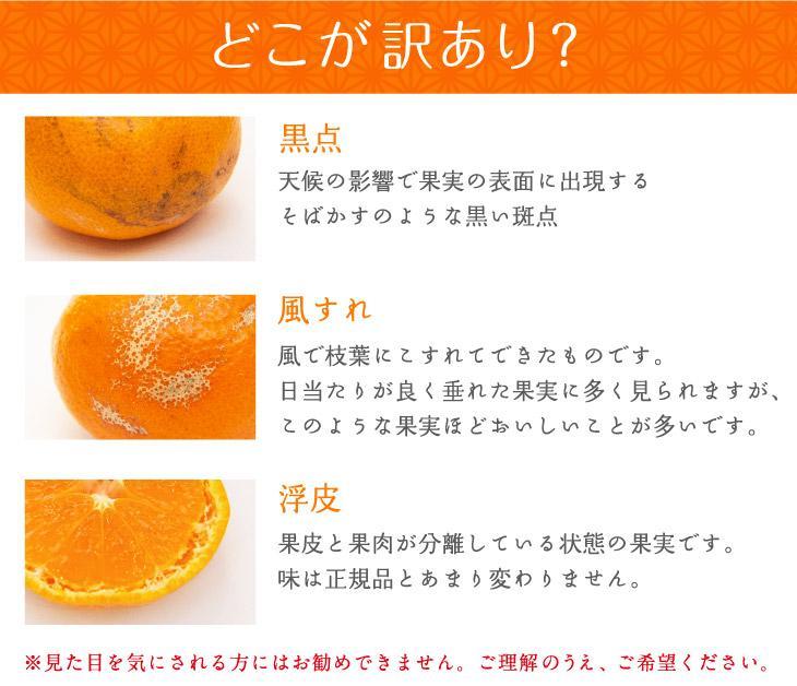 中生みかん 約6.5kg 大小混合 《ご家庭用》ちょっと訳あり和歌山県下津町より農園直送！12月中旬頃発送開始 まごころ産直みかん 【北海道・沖縄県・一部離島 配送不可】混合サイズ わけあり 訳アリ【mg11】