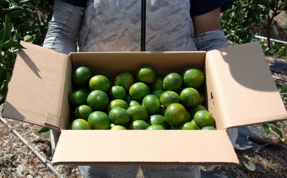 極早生みかん YN26 約5kg 2S-3S 《ご家庭用》 和歌山県産 農園直送 まごころ産直みかん 【9月中旬よりお届け】【北海道・沖縄県・一部離島 配送不可】 小玉 小粒 訳あり わけあり［Mg35］