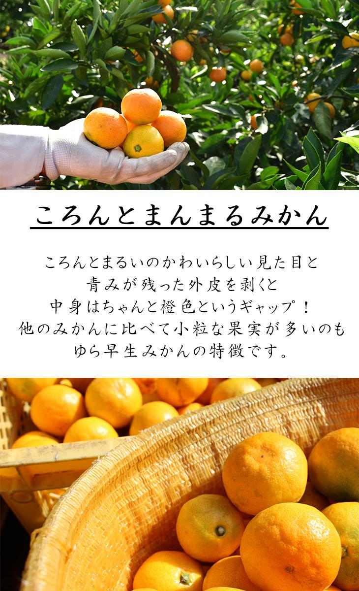 【極早生みかん】ゆら早生みかん 6.5kg 混合サイズ(和歌山・下津町産)産地直送【訳あり】  ［Mg25］