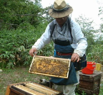 熊野古道 峠の蜂蜜 【SW70】