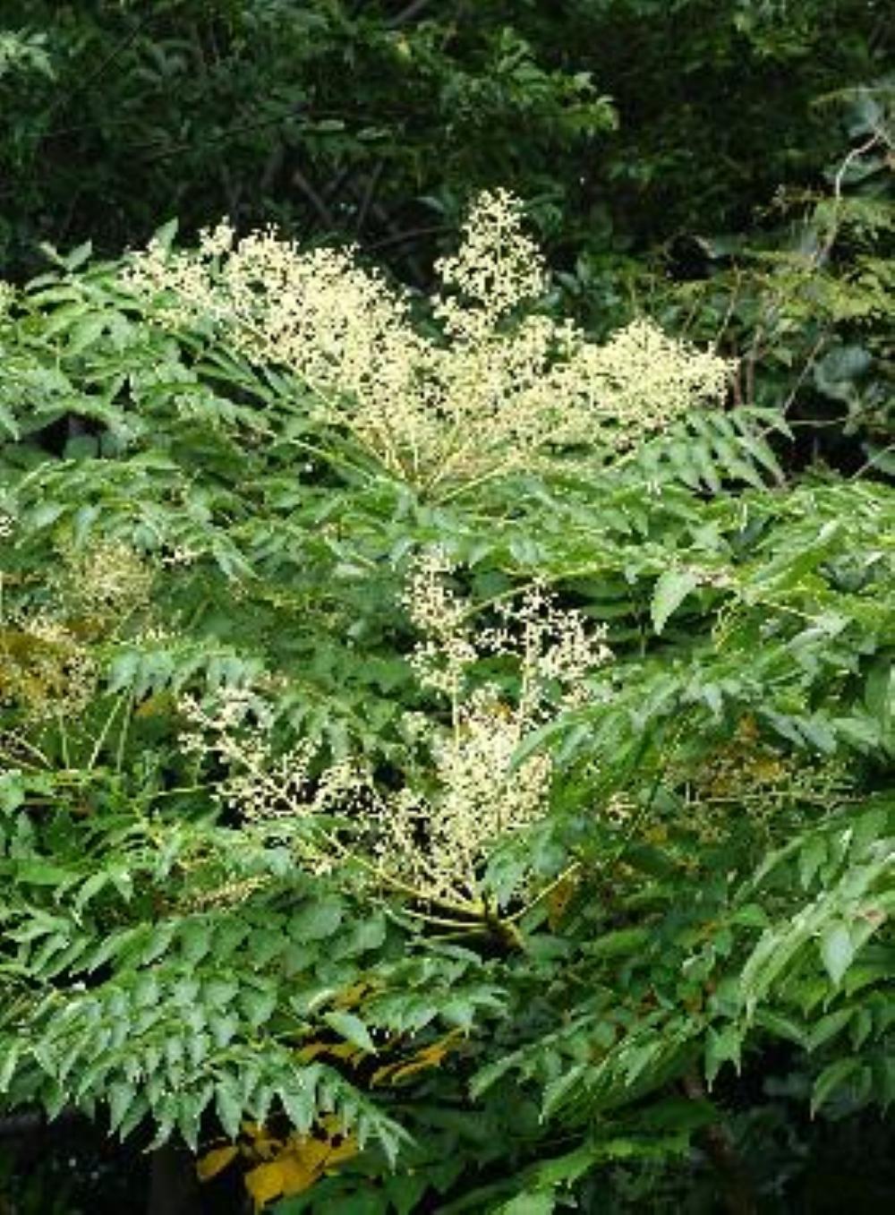 熊野古道 峠の蜂蜜・みかん蜂蜜 各1本(180g)