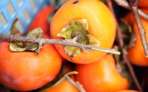 ≪柿の名産地≫九度山の富有柿約7.5kgご家庭用★2026年11月上旬頃より順次発送【TM1】