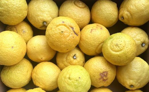 ［さわやか柑橘］和歌山県産はるかみかん約4.5kg（サイズ混合　ご家庭用）★2026年2月下旬頃より順次発送［TM161］