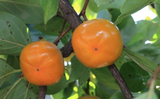 和歌山産たねなし柿（サイズおまかせ）約7.5kg・秀品★2026年10月頃より順次発送［TM10］