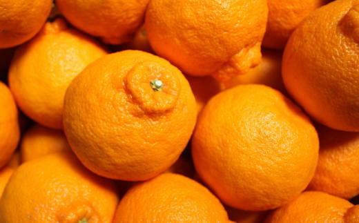 ［お味濃厚］紀州有田産のデコポン約5kg(18玉～24玉入り・青秀以上)★2026年2月中旬頃より順次発送［TM26］