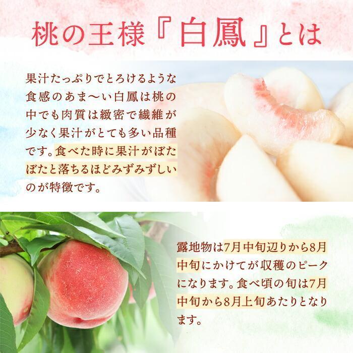 和歌山県産 白鳳 桃 5～8玉入り 秀品 先行予約［2026年6月下旬以降発送］［MG6］