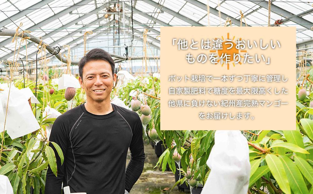 ◆先行予約◆和歌山県産　紀州完熟マンゴー『吉玉』1玉入り【2025年7月中旬から8月下旬頃順次発送予定】【MG21】