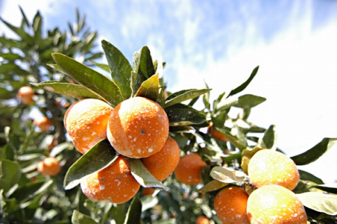 ［先行予約］完熟早生みかん 家庭用 約5kg S～SSSサイズ混合