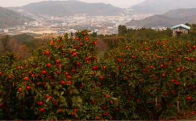【紀州伝統の味】 下津 蔵出し みかん 3kg【混合サイズ】