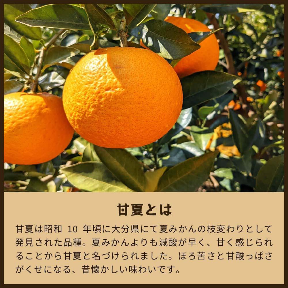 甘夏｜和歌山県海南市から産地直送でお届け｜4kg｜ご家庭用【2026年4月より発送開始】