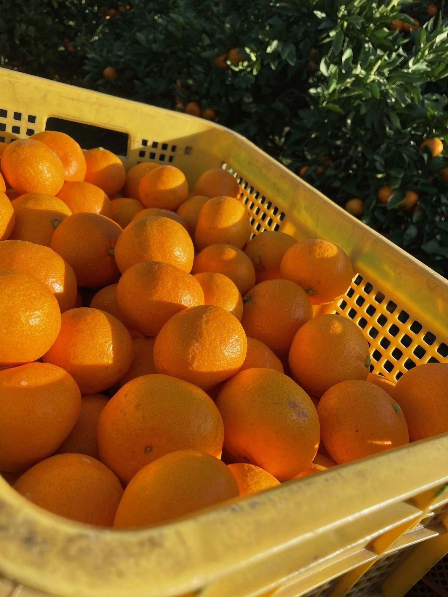 樹上完熟早生みかん 約3kg サイズ混合 山下農園