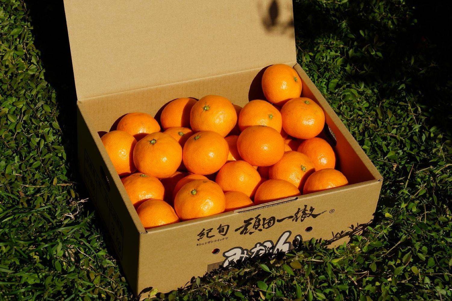 下津蔵出しみかん 約3kg S～Lサイズいずれか 山下農園