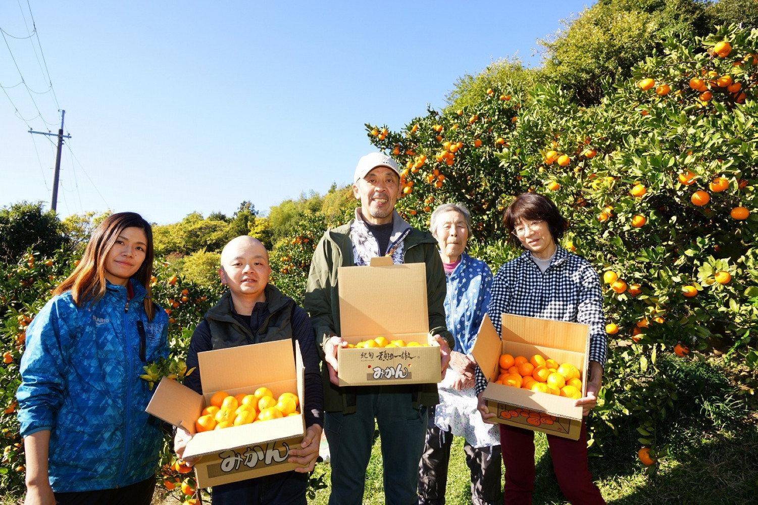 家庭用 国産 バレンシアオレンジ 約2kg M～LLサイズ 山下農園