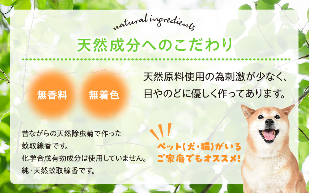 菊の香り かとりせんこう50巻+線香皿付き