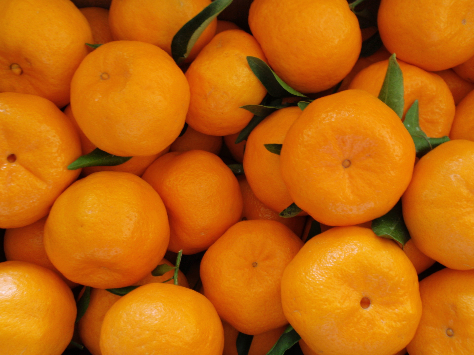 ポンカン 約2.5kg サイズ混合［2026年1月20日から順次発送予定］