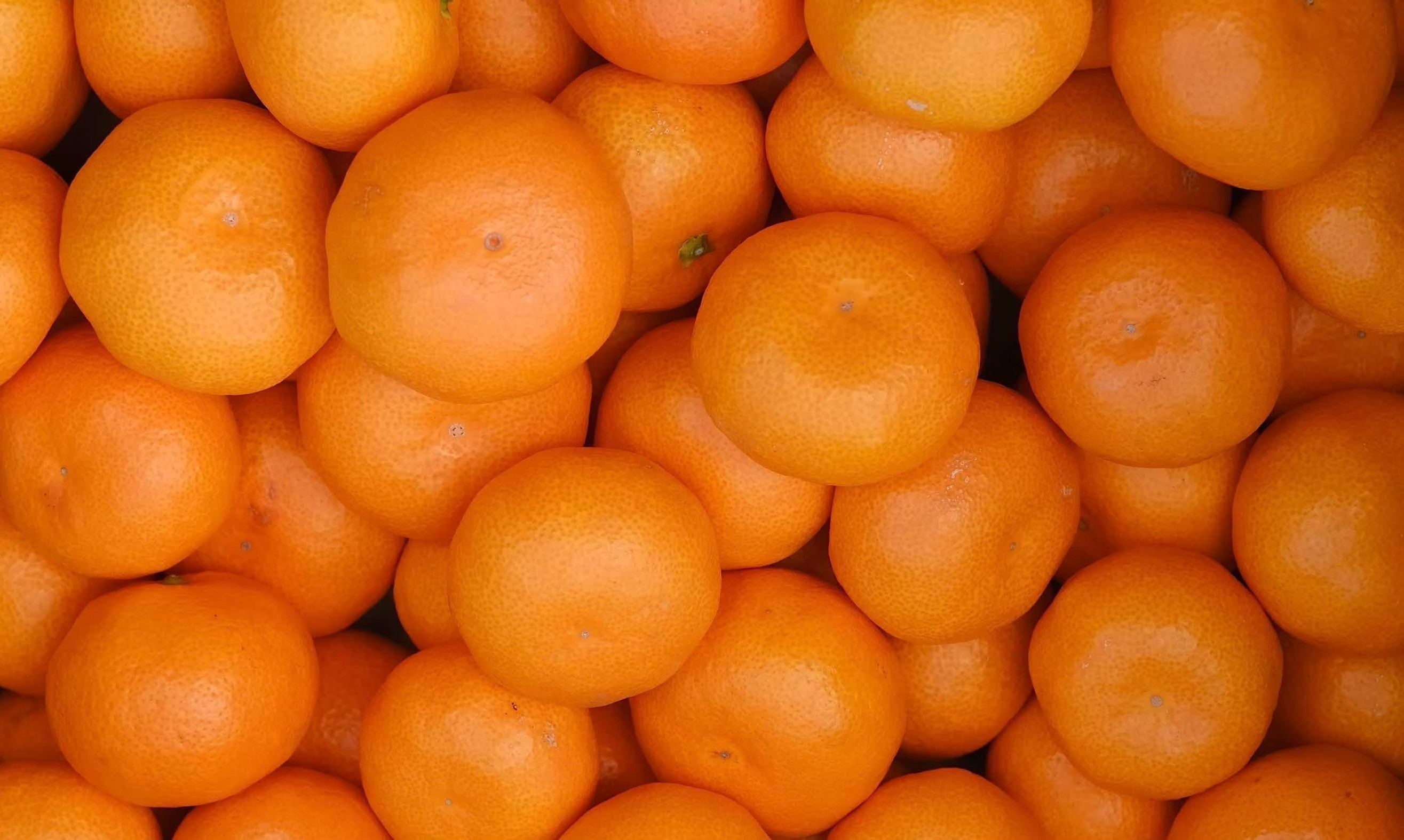 ［先行予約］［訳あり］蔵出しみかん（晩生みかん）2L〜3Lサイズ混合 10kg＋500g（傷み補償分）［2026年1月上旬より発送］