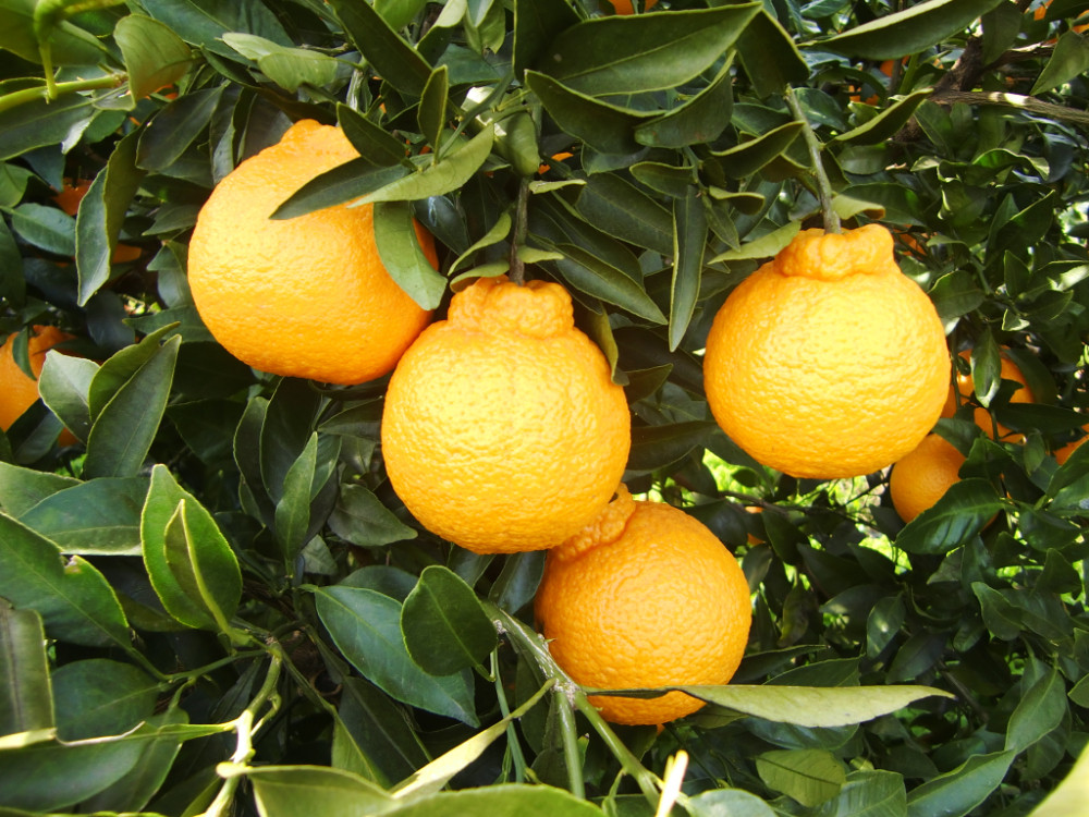 ※先行予約・2026年3月下旬発送開始予定※ 不知火 3Lサイズ 18玉 約5kg 秀品