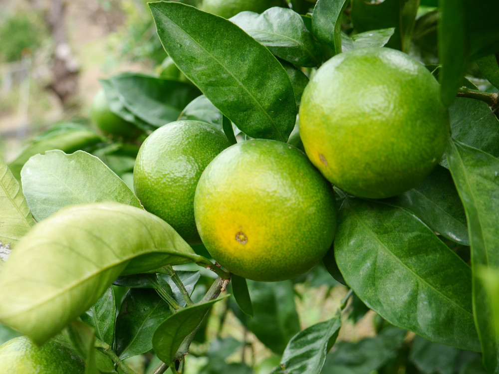 ※先行予約・2026年9月下旬発送開始予定※ 和歌山産 極早生みかん 10kg 3S～Sサイズおまかせ ［YN-26］ 橋詰農園