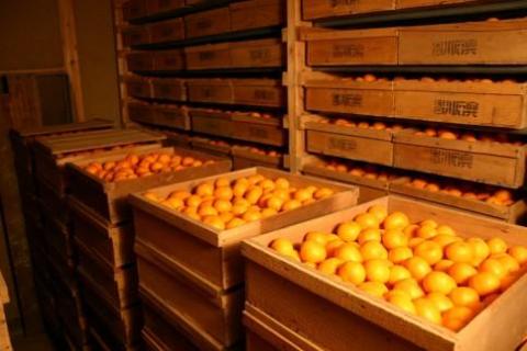 ◆先行予約◆まろやかな味わい『蔵出しみかん』 約10kg〈赤秀〉【2024年1月下旬以降出荷】