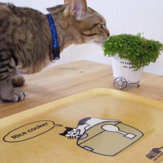 ネコダラトレイM角2枚セット「タオルはふわふわベッド」「炊飯器は冬のお楽しみ」 ネコだらけ 猫グッズ