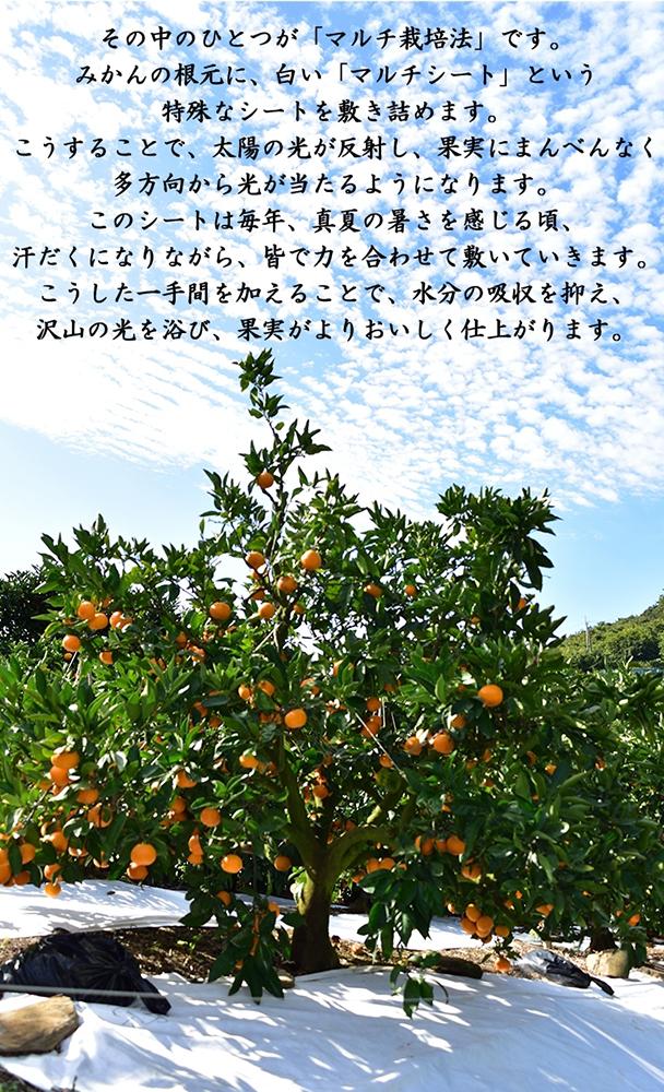 極早生 or 早生みかん約10kg 小粒SS・Sサイズおまかせ《秀品》 和歌山県産 山新農園 農園直送 まごころ産直みかん［北海道・沖縄県・一部離島 配送不可］ SSサイズ 2S 小玉 蜜柑 果物