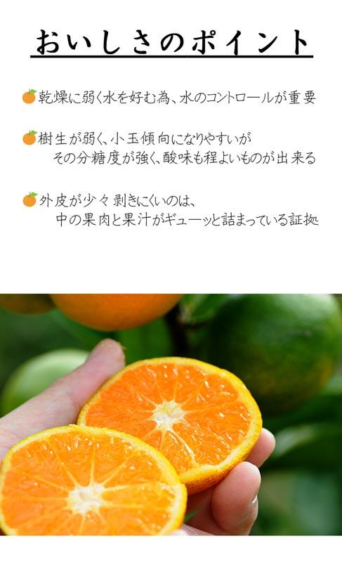 《赤秀》ゆら早生 みかん 約5kg【和歌山県・下津町産】産地直送（SS・S・Mサイズ）