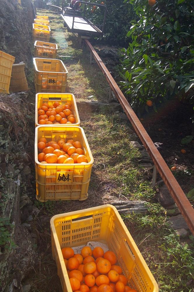 早生みかん 約9kg 大玉 2L・3Lサイズおまかせ 《ご家庭用》 ちょっと訳あり 和歌山県産 農園直送 まごころ産直みかん 【北海道・沖縄県・一部離島 配送不可】大きい 蜜柑 温州みかん わけあり 訳アリ［Mg51］
