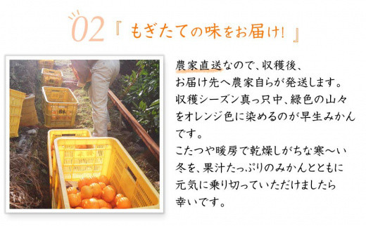 早生みかん 約5kg 大小混合 《ご家庭用》 和歌山県産 農園直送 まごころ産直みかん 【北海道・沖縄県・一部離島 配送不可】ちょっと訳あり ミカン 蜜柑 温州みかん わけあり 訳アリ 和歌山みかん 下津みかん 和歌山ミカン しもつみかん mikan