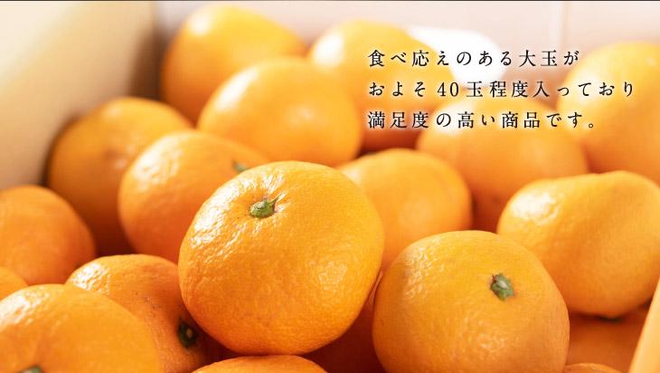 蔵出しみかん 約6kg 大玉2L・3Lサイズおまかせ 《ご家庭用》 和歌山県産 農園直送 まごころ産直みかん 【1月上旬頃発送開始】【北海道・沖縄県・一部離島 配送不可】わけあり 訳アリ ちょっと訳あり