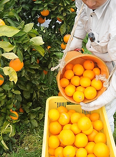 清見オレンジ 約7.5kg M・L・2L・3Lサイズおまかせ 《赤秀》 和歌山県産 農園直送 まごころ産直みかん 【北海道・沖縄県・一部離島 配送不可】みかん きよみ 清見タンゴール きよみ 清美 贈答