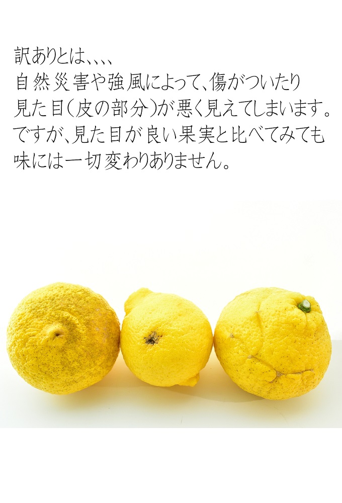 はるかみかん 約6kg 大小混合 《ご家庭用》 ちょっと訳あり 和歌山県産 農園直送 まごころ産直みかん 【北海道・沖縄県・一部離島 配送不可】果物 フルーツ ミカン 蜜柑 わけあり 訳アリ 完熟
