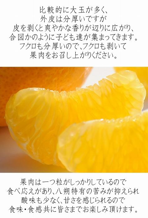 訳あり はっさく 八朔 ハッサク わけあり 6kg箱 大小混合サイズ｜海南市産 まごころ産直みかん 木成り 完熟はっさく 柑橘 みかん フルーツ 和歌山みかん 国産 産地直送 甘酸っぱくて爽やか！［Mg20］