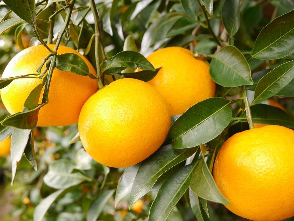 春峰 約3kg L・2L・3Lサイズおまかせ 《赤秀》 和歌山県産 農園直送 まごころ産直みかん 【北海道・沖縄県・一部離島 配送不可】 しゅんぽう 清見 水晶文旦 春 果物 柑橘【Mg4】