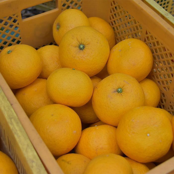 甘夏 約6kg 大小混合 《秀品》 和歌山県産 農園直送 まごころ産直みかん 【北海道・沖縄県・一部離島 配送不可】サンフルーツ 新甘夏 田ノ浦オレンジ あまなつ みかん【Mg8】