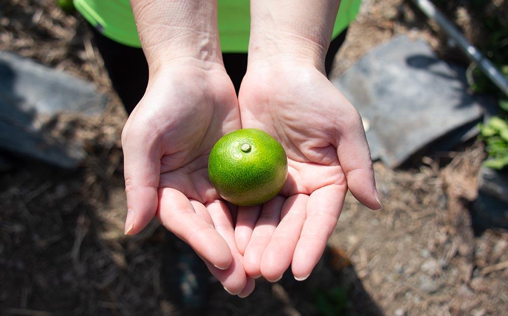 極早生みかん YN26 約5kg 2S-3S 《ご家庭用》 和歌山県産 農園直送 まごころ産直みかん 【9月中旬よりお届け】【北海道・沖縄県・一部離島 配送不可】 小玉 小粒 訳あり わけあり［Mg35］