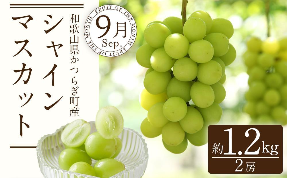 定期便全3回 【7月・8月・9月発送】 和歌山のフルーツをお届け（桃・たねなしピオーネ・シャインマスカット）【TM180】