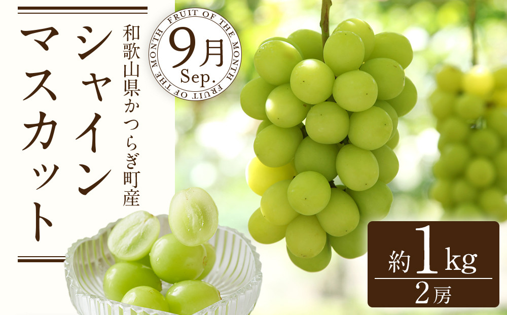 定期便全3回 【7月・8月・9月発送】 和歌山の夏のフルーツをお届け（桃・梨・シャインマスカット） ［TM224］