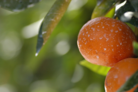 ［先行予約］完熟早生みかん 家庭用 約5kg S～SSSサイズ混合