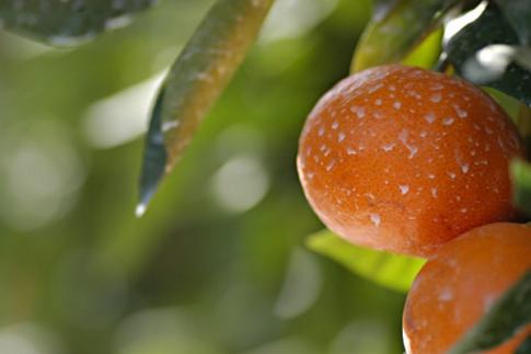 ［先行予約］完熟早生みかん 家庭用 約2kg サイズ混合