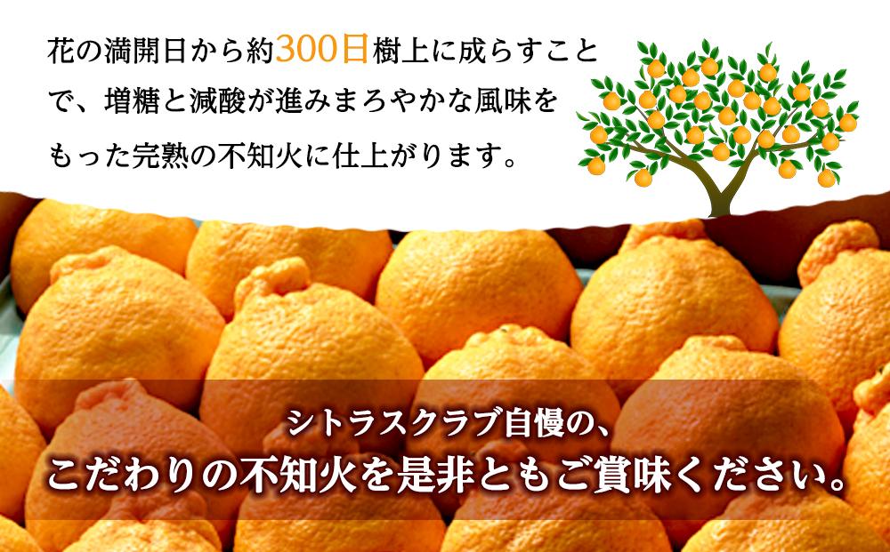 ［先行予約］不知火（完熟栽培）樹上約300日 8玉～12玉 約3kg 赤青秀品【和歌山 海南市 農園直送】