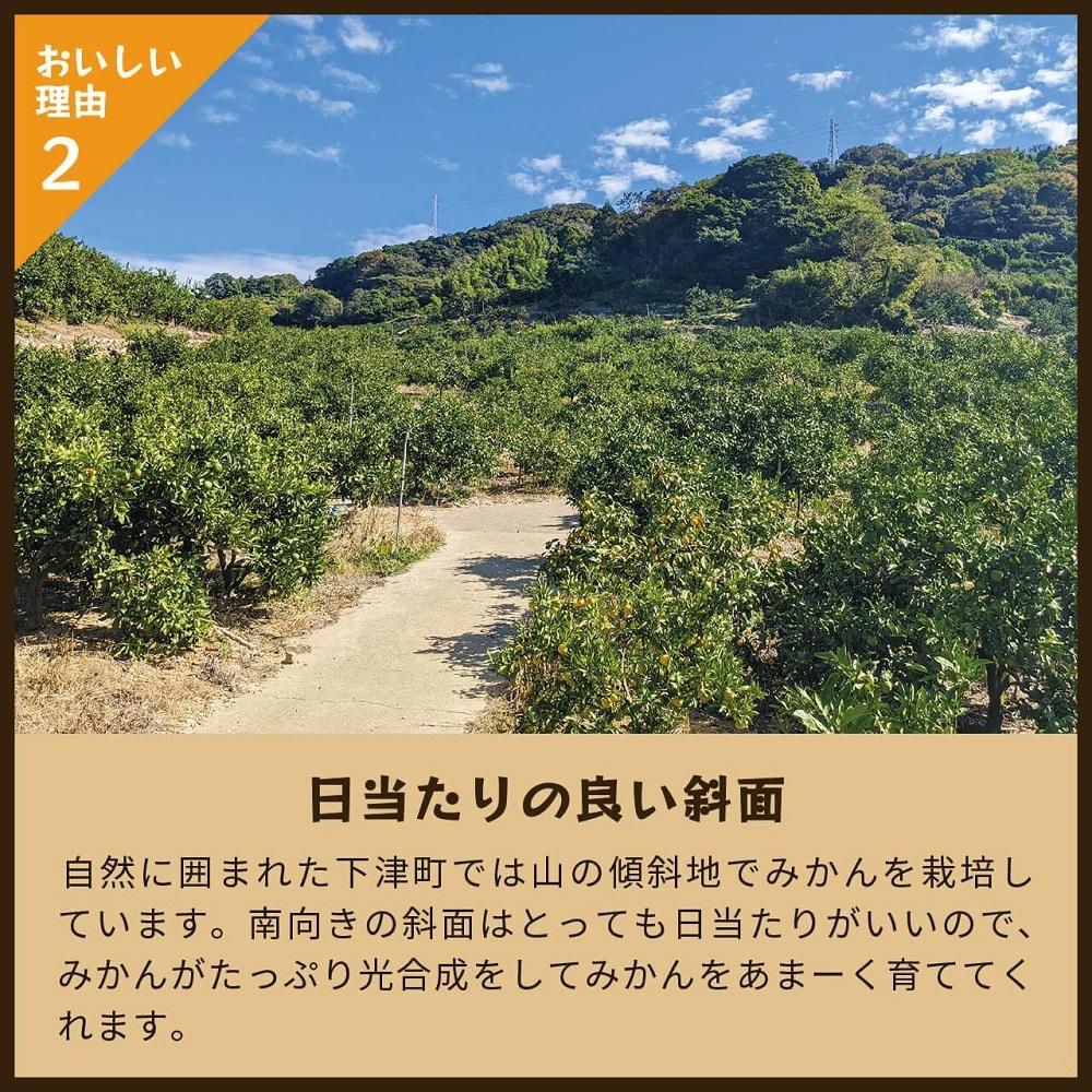 とれたてしもつみかん　5kg家庭用｜和歌山県海南市の下津みかんを産地直送でお届け【2025年11月発送開始】