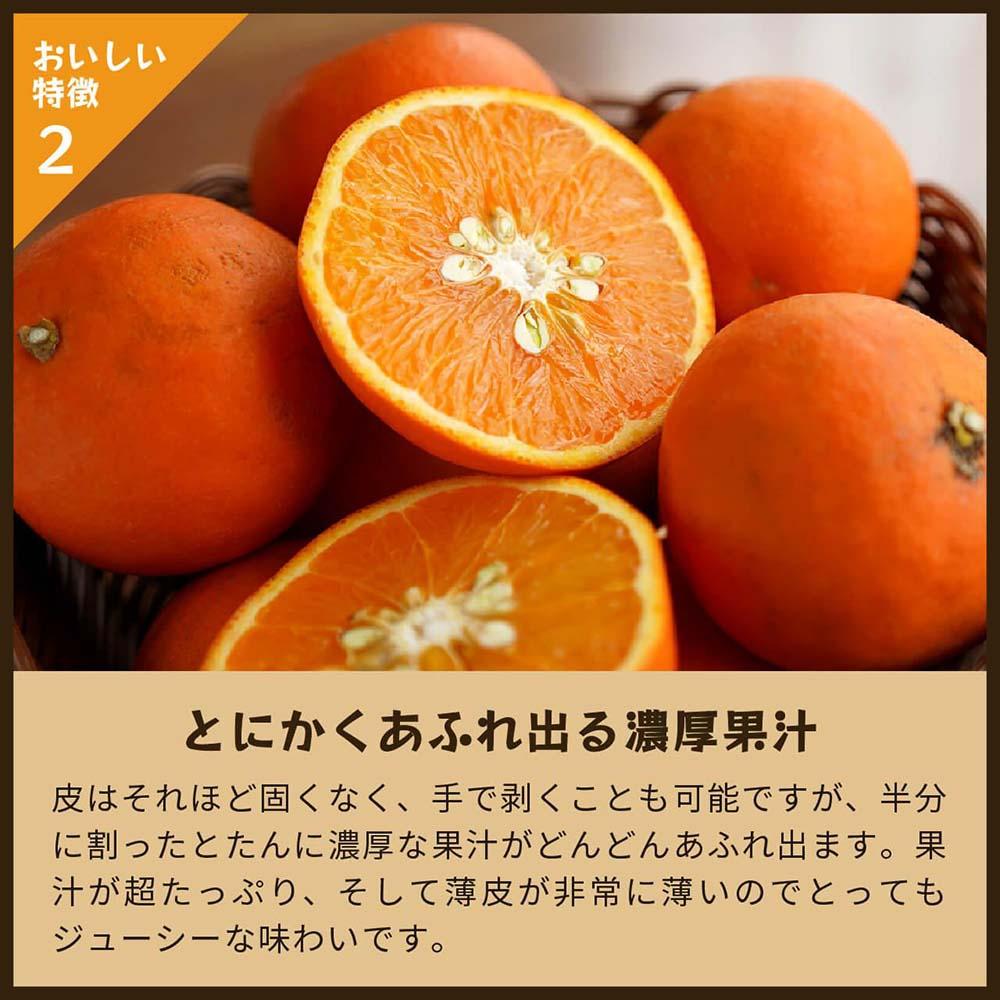 セミノール（みかん）5kg家庭用｜和歌山県海南市下津町で育てた高級オレンジを産地直送でお届け【2026年4月発送開始】
