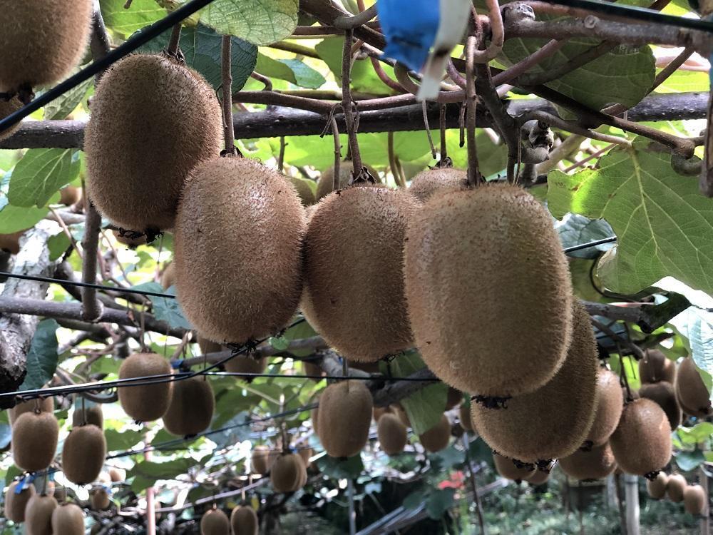 青木ファーム＆デリ　キウイフルーツ特秀（２Lサイズ９個入り）