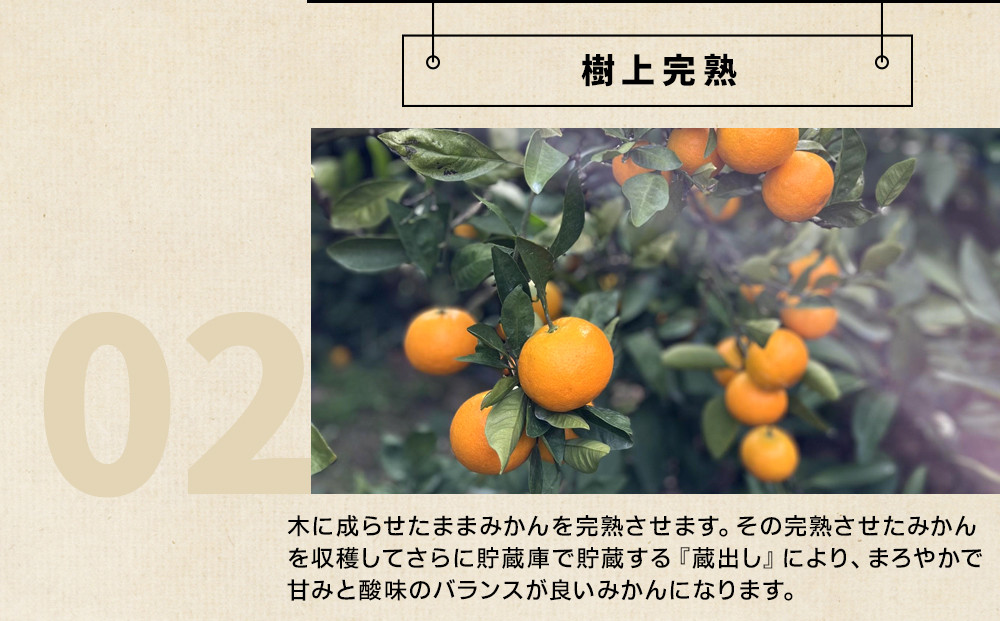 和歌山県産 下津蔵出しみかん 家庭用 3kg (サイズおまかせSまたはMのいずれか) 農家直送 手選別