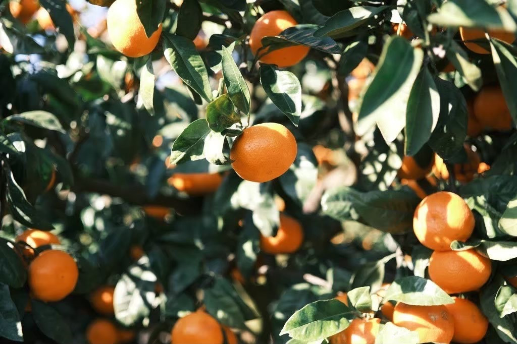 ［先行予約］［贈答用］蔵出しみかん（晩生みかん）2L〜3Lサイズ混合 2kg＋200g（傷み補償分）［2026年1月上旬より発送］